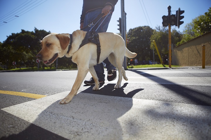 Visually impaired man crossing a street with his guide dog.
