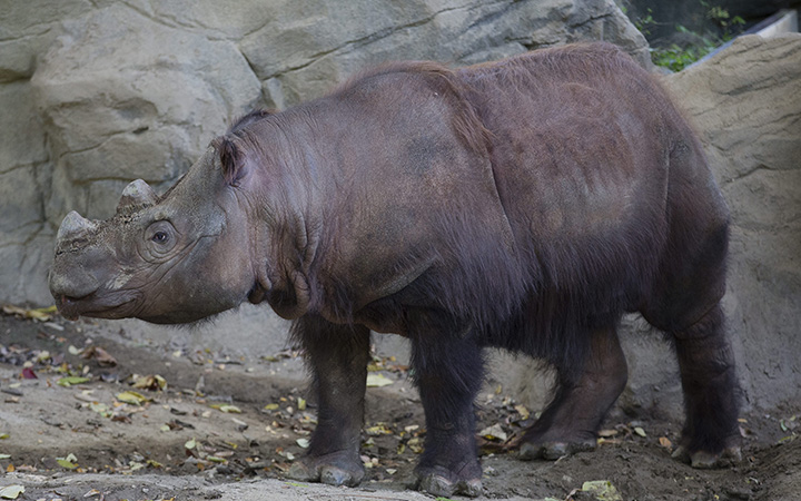 Harapan, a Sumatran Rhino, roams his enclosure on his last day of viewing at the Cincinnati Zoo and Botanical Gardens, Thursday, Oct. 29, 2015, in Cincinnati. 