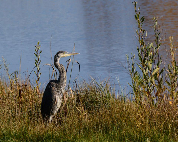 Oct. 1: This Your Saskatchewan photo of a heron was snapped by Gord Novak in Martensville.