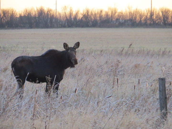 Oct. 21: This Your Saskatchewan photo of a moose was snapped by Bonnie Evanochko near Saskatoon.