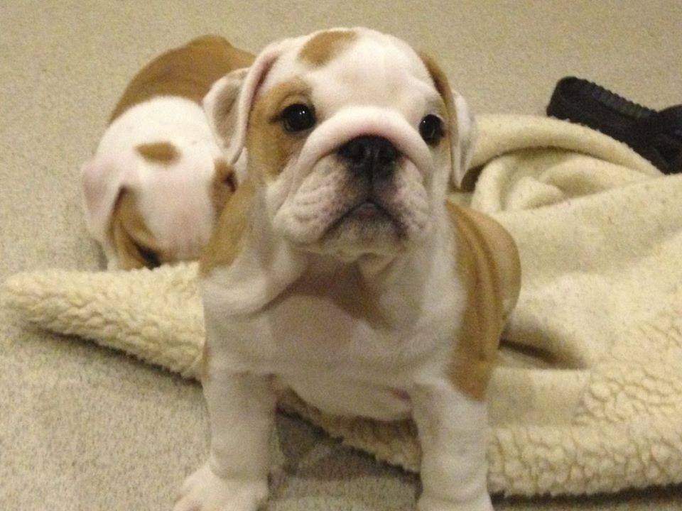 “My heart just melted and I knew I had to bring them home,” she told Global News.