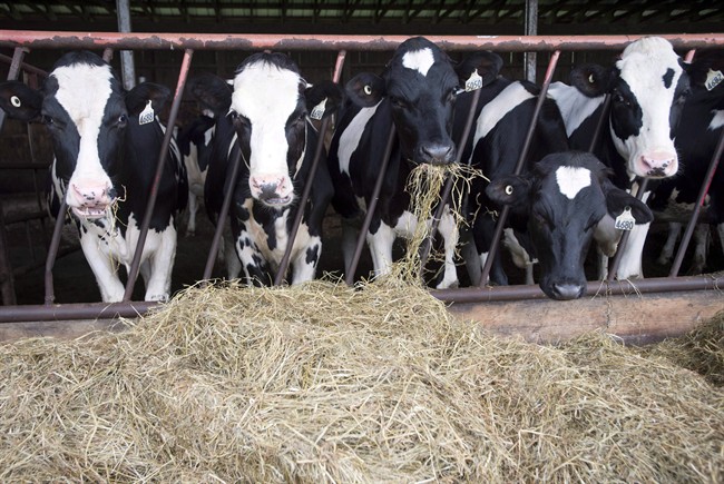 Dairy cows are seen at a farm in Quebec.