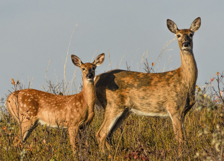 Hunting, conservation groups call for more action on chronic wasting disease.