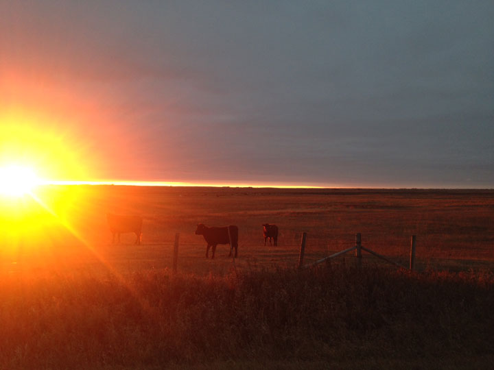 Nov. 12: This Your Saskatchewan photo was taken by Susan Sagen near Kenaston.