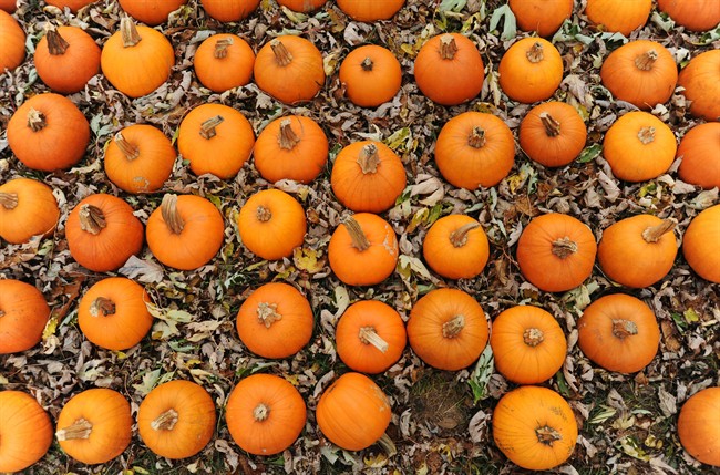 Pumpkins.