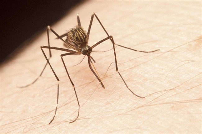 Canadian infectious disease experts are warning that the Summer Olympics hosted in Brazil may be a catalyst for spreading the Zika virus abroad.