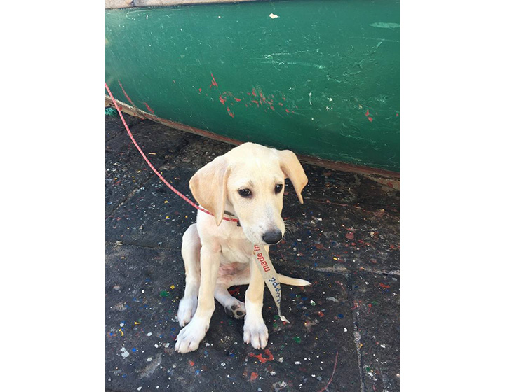 Members of an Italian yacht club rescued a Labrador puppy that was spotted struggling to stay afloat of the coast of Naples last month.