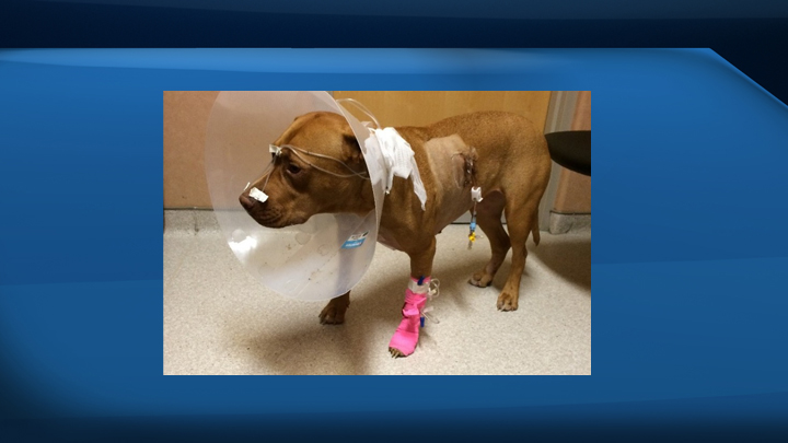 A Saskatchewan man is trying to deal with rising veterinarian bills after three of his dogs had a nasty encounter with a porcupine.