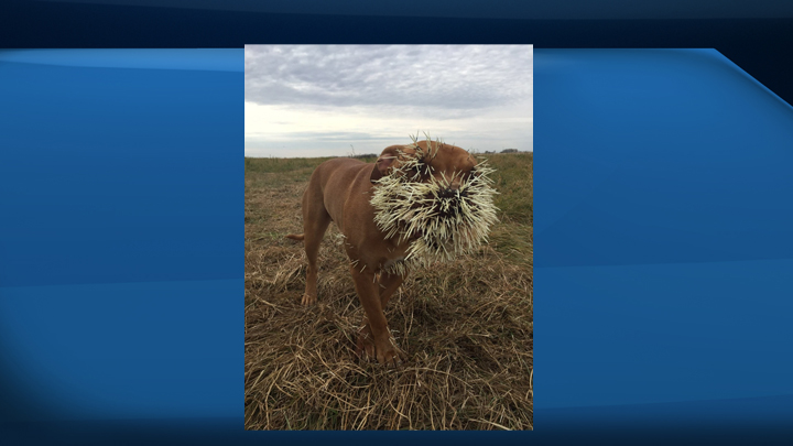 A Saskatchewan man is trying to deal with rising veterinarian bills after three of his dogs had a nasty encounter with a porcupine.