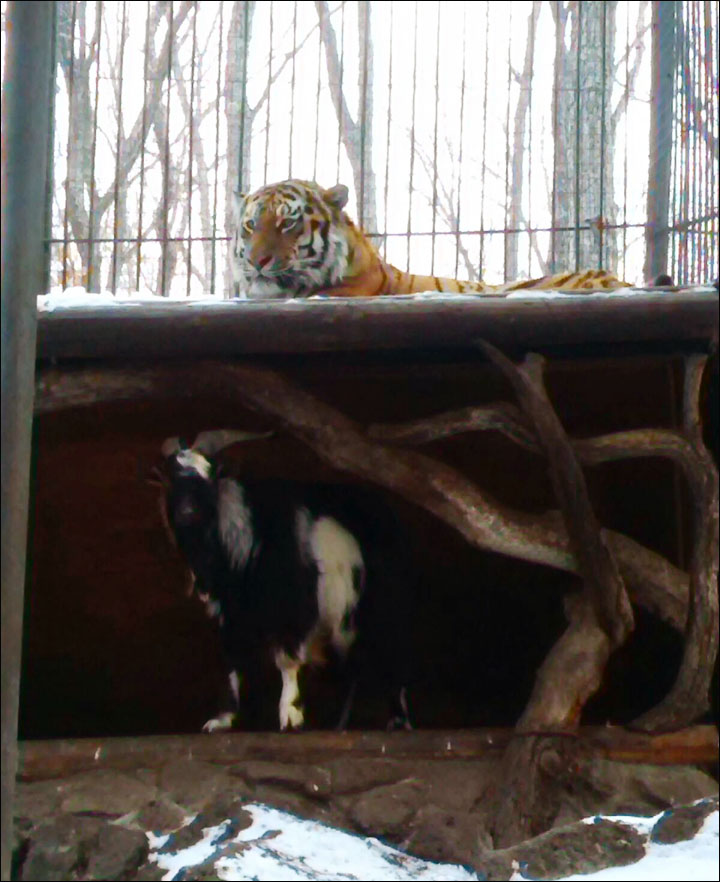 For the past four days, a Siberian Tiger has been reduced to sleeping on the roof of its enclosure thanks to one plucky goat.