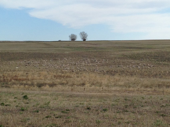 The photos appear to show a barren snowy landscape, but a closer look reveals dozens of sheep in the photos that are camouflaged by the snowy field.