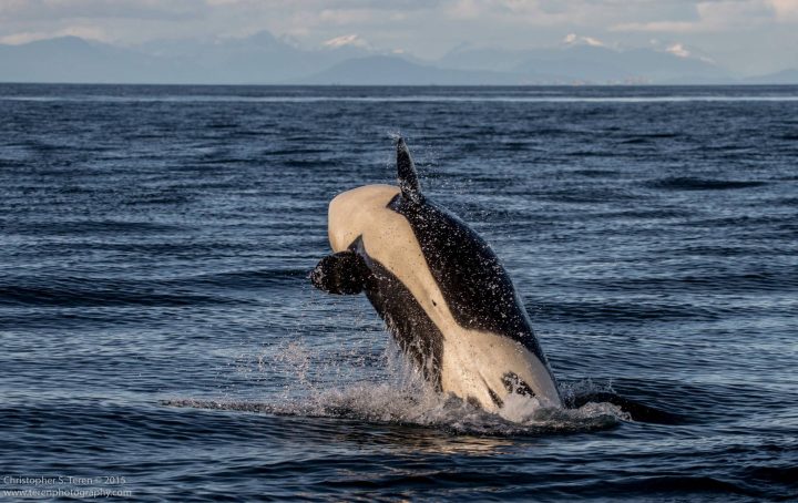 An orca like the one shown above was killed by a satellite tag infection.