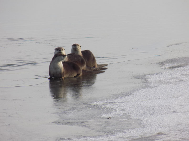 November 24: This Your Saskatchewan photo was taken by Wes Pearson of a family of otters frolicking on the Waterhen River north of Meadow Lake.