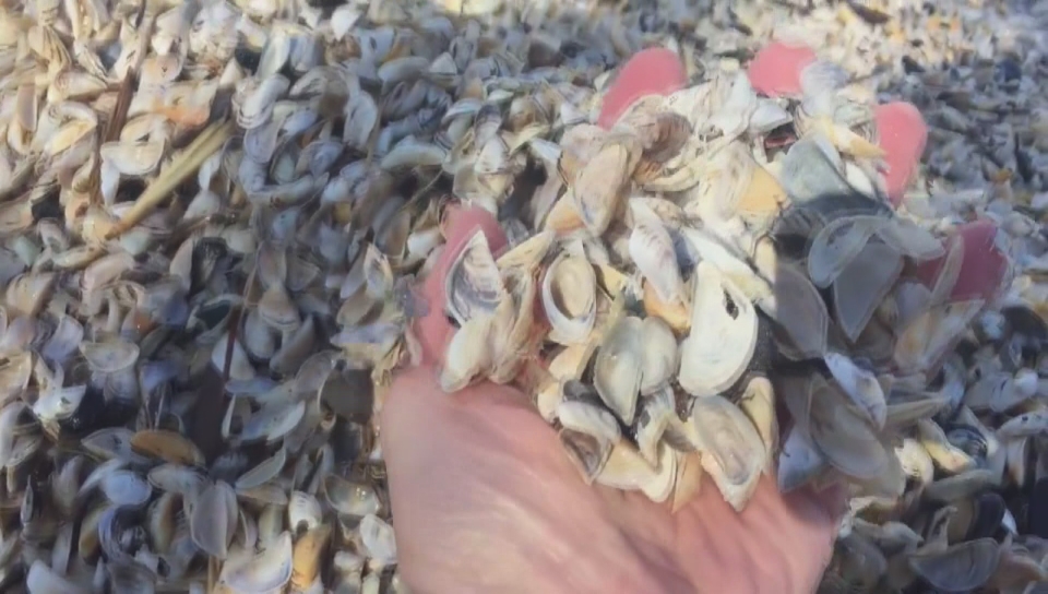 File photo. The Ministry of Environment said an inspection turned up invasive mussels in a boat being brought into Saskatchewan from the U.S.