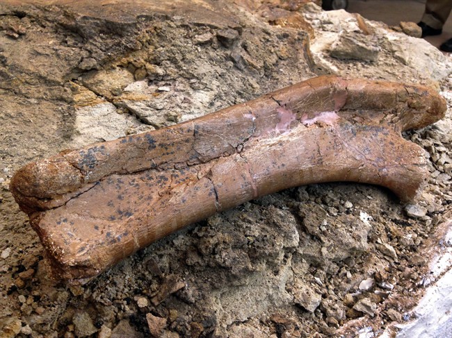 The arm bones belonging to a baby Pentaceratops is unveiled at the New Mexico Museum of Natural History and Science in Albuquerque, N.M., on Thursday, Nov. 5, 2015. 