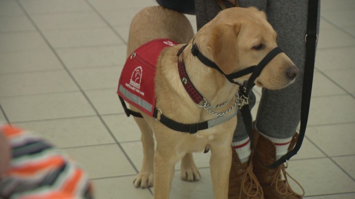 How a simple sniff by a diabetic service dog could save a life - image