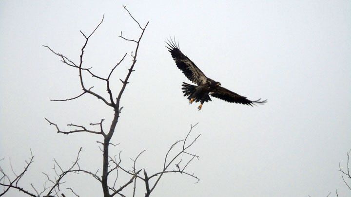 November 15: This Your Saskatchewan photo was taken by Cheryl Fedirko of an eagle at Reward, Sask.