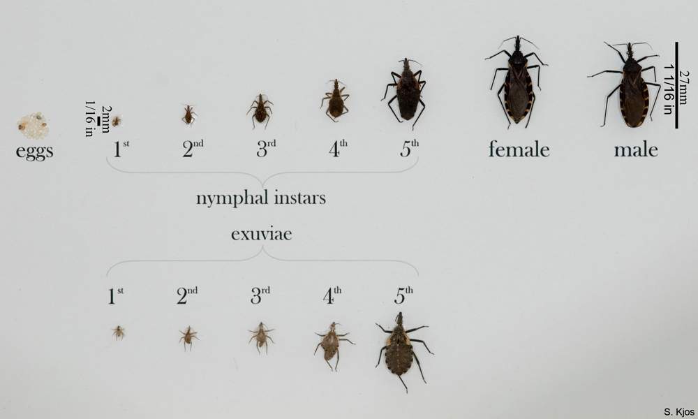 Various Triatomine bugs in all life stages.