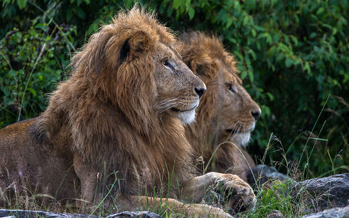 Lions at the Mara North Conservatory in Kenya.