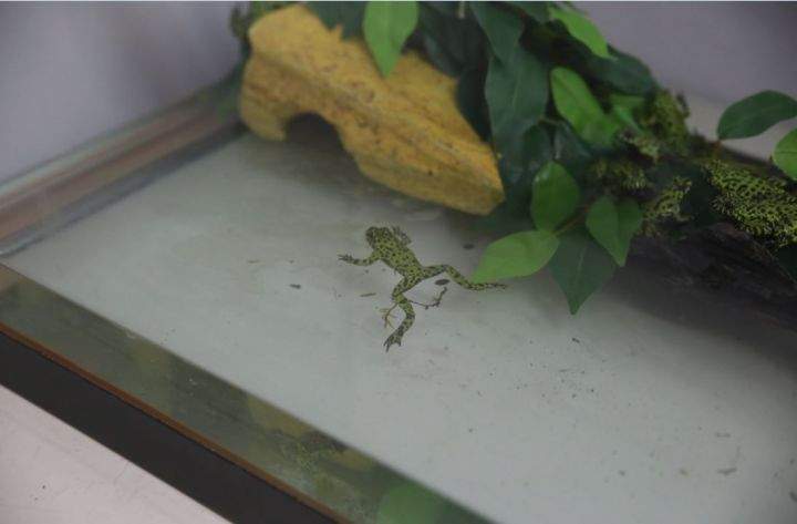 One of the 333 exotic animal seized by the Calgary Humane Society from a northeast Calgary location Dec. 2, 2015.