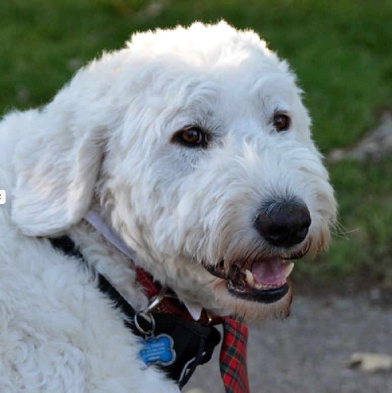 Hamilton arrived at the Alberta Animal Rescue Society (AARCS) from Milk River and was “significantly malnourished.”