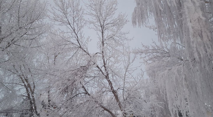 This photo of hoar frost was taken in Luseland, Sask. by Lacy Sletten.