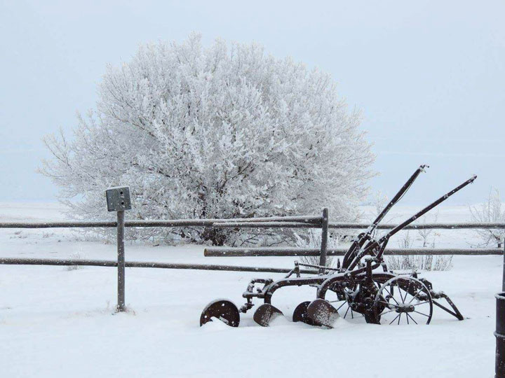This photo of hoar frost was sent in by Linda Asztalos from her farm near Bradwell, Sask.