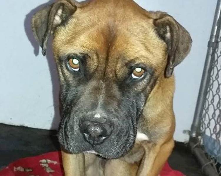 Litters n' Critters is hoping through social media they can identify this dog.