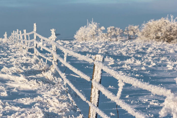 This photo of hoar frost was taken west of Kindersley, Sask. by Cynthia Salgado.
