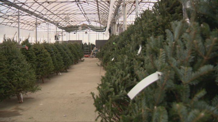Tips for picking the perfect Christmas tree - image