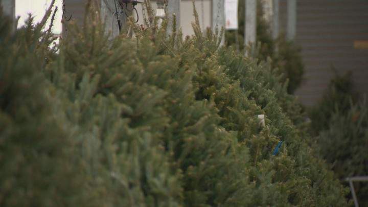 Guelph’s ‘Trees for Tots’ event returns for 7th year - image