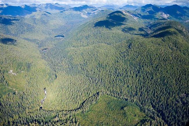 An aerial view of B.C.'s Walbran Valley is shown in a handout photo. Business leaders in Port Renfrew, B.C., a community that once thrived on forestry, are calling for a ban on logging the nearby Walbran Valley. 
