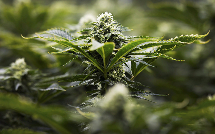 Marijuana is photographed in Markham, Ont., on Thursday, January 7, 2016.
