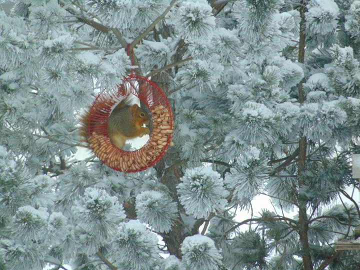 Jan. 15: This Your Saskatchewan photo was taken near Foam Lake by Faye Campbell.
