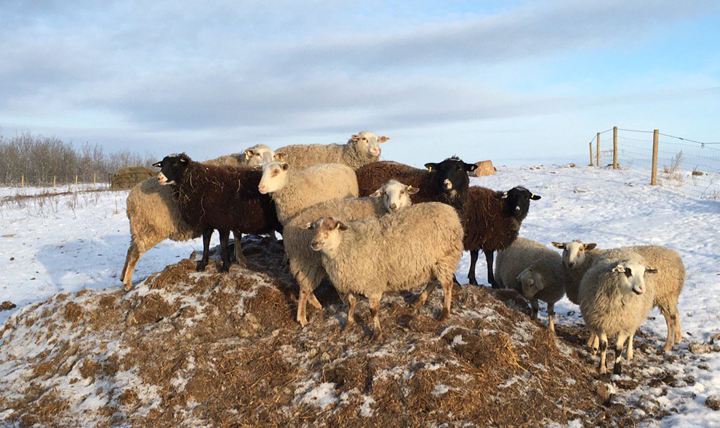 Jan. 21: This Your Saskatchewan photo of some sheep in Alvena was taken by Crystal Chan.