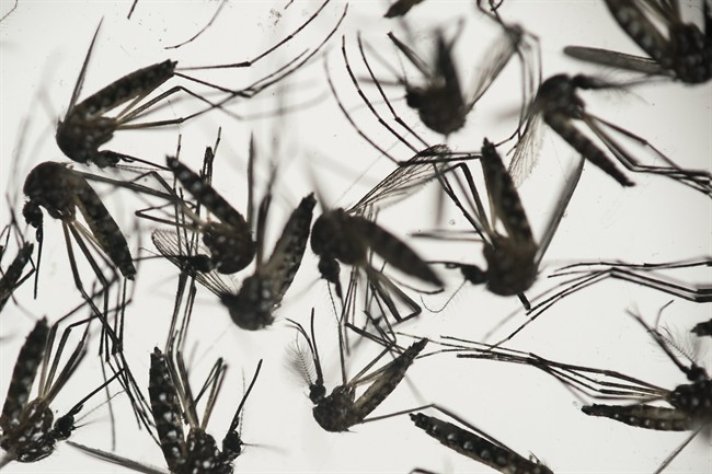 Aedes aegypti mosquitoes sit in a petri dish at the Fiocruz institute in Recife, Pernambuco state, Brazil, Wednesday, Jan. 27, 2016. 