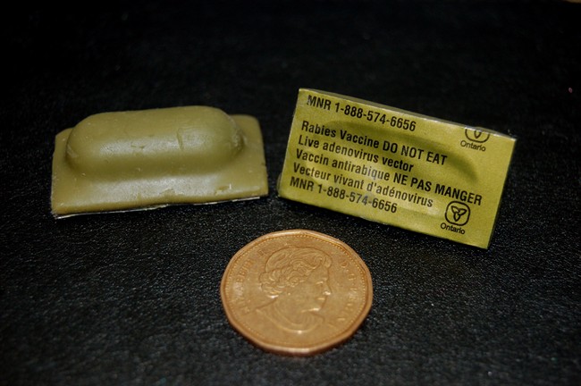 Rabies vaccine baiting set to resume in Ontario - image