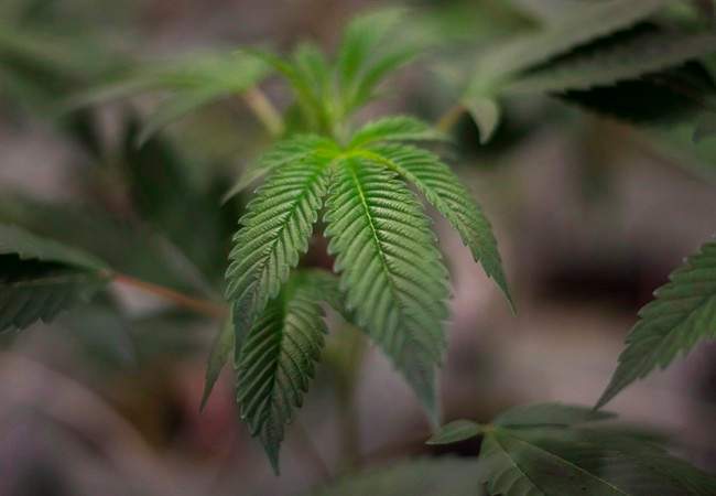 Officers have made an arrest following a grow operation bust in the Eaglemere area Wednesday evening.