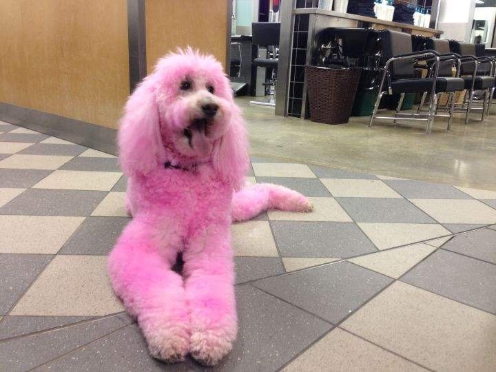 Freddy the dog goes pink for the annual Hair Massacure.