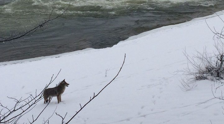 Jan. 16: This Your Saskatchewan photo was taken by Brandi Mae of a coyote by the weir in Saskatoon.
