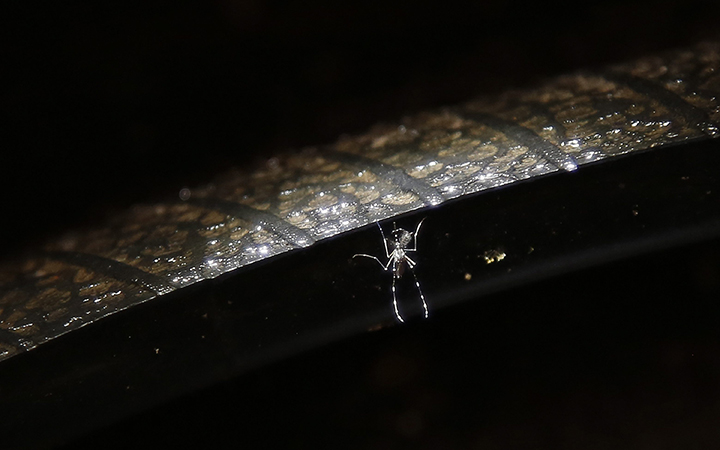 An Aedes aegipty female mosquito floats on stagnant water inside a tire at a used tire store in Villavicencio, Colombia, Thursday, Feb. 4, 2016. The Aedes aegipty is the vector that transmits the Zika virus, and also dengue, yellow fever and chikungunya. The females lay their eggs on damp surfaces where they breed. 