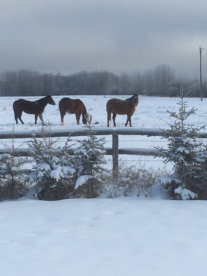 Feb. 19: This Your Saskatchewan photo was taken by Janet Regan of a wintry day on the farm in Green Lake.