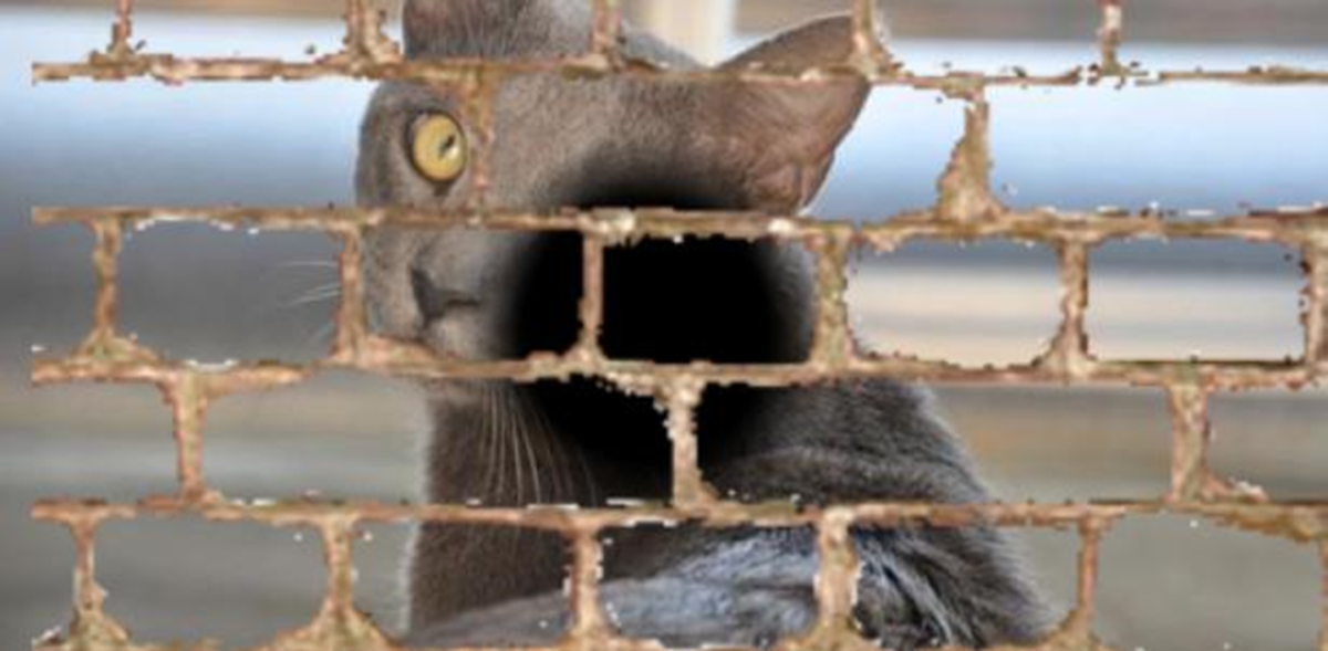 This image is based on a description provided by a patient with macular degeneration. “Everywhere i look, I see brickwork. When I look at my cat, its face is embedded in the bricks.”
