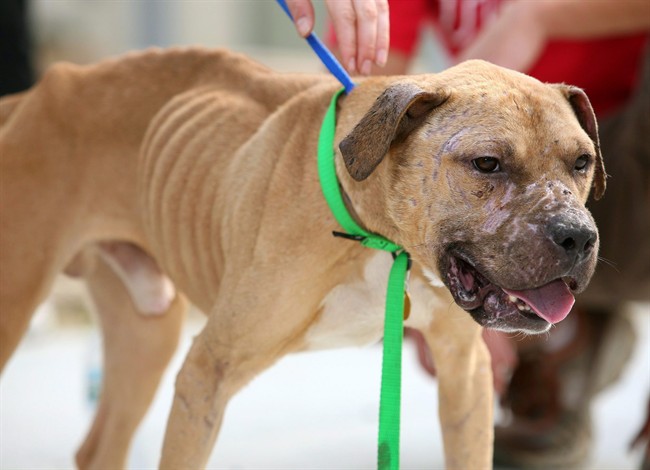 Paul, a pit bull that the Pennsylvania SPCA says was rescued Sunday from a dogfighting ring, shows scars during a rally at the organizations's headquarters Thursday, Aug. 27, 2009, in Philadelphia. Lawyers are lining up to fight a court application by Ontario's animal welfare organization to destroy 21 dogs that were seized in an alleged dogfighting ring. THE CANADIAN PRESS/AP-Mark Stehle.