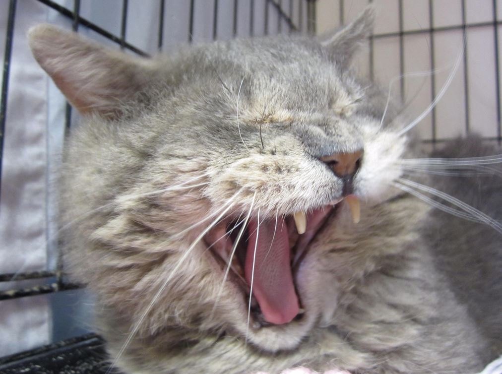 Gulliver the cat travelled from Toronto to Calgary after hitching a ride on a Bison Transport truck.