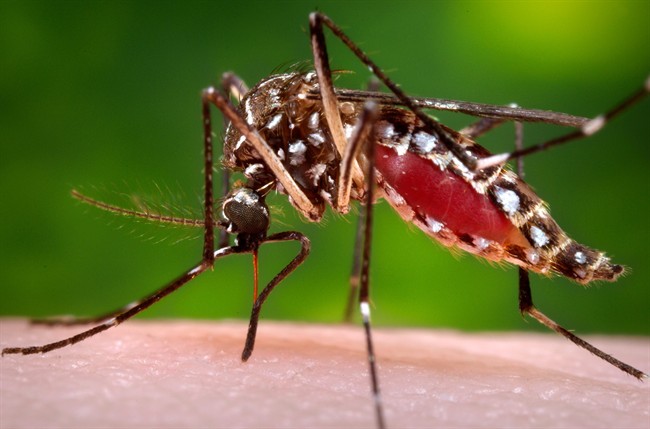 This photo provided by the Centers for Disease Control and Prevention shows a female Aedes aegypti mosquito.
