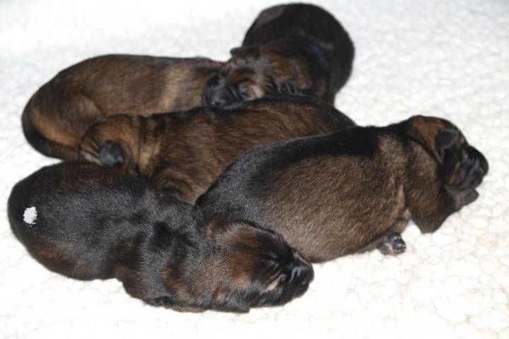 Five puppies named during the RCMP’s annual Name the Puppy contest in 2015.
