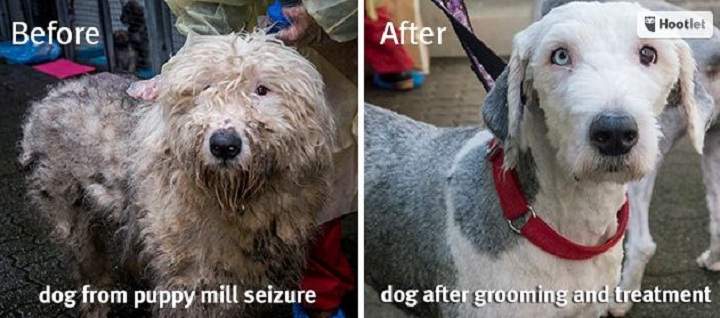 A before and after comparison of one of the dog’s seized at the Langley puppy mill.