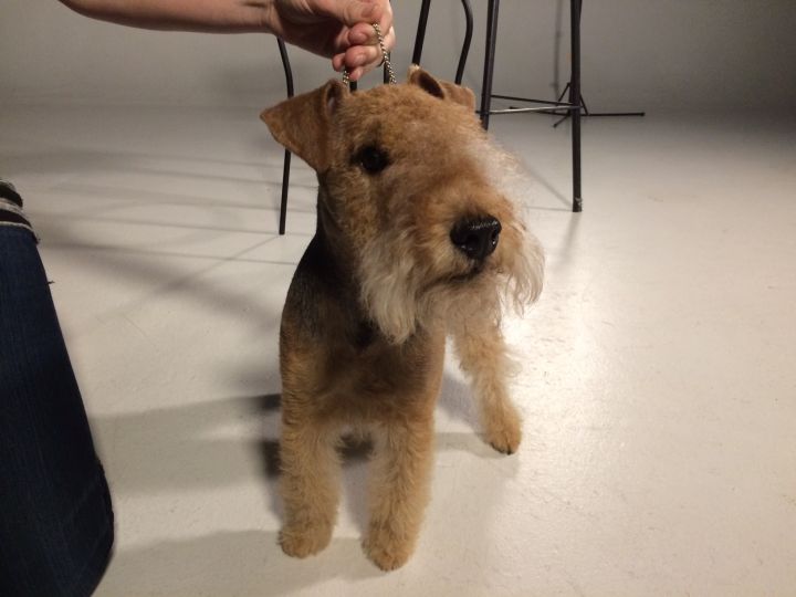 Scout is described by his owner as an energetic dog who loves life.