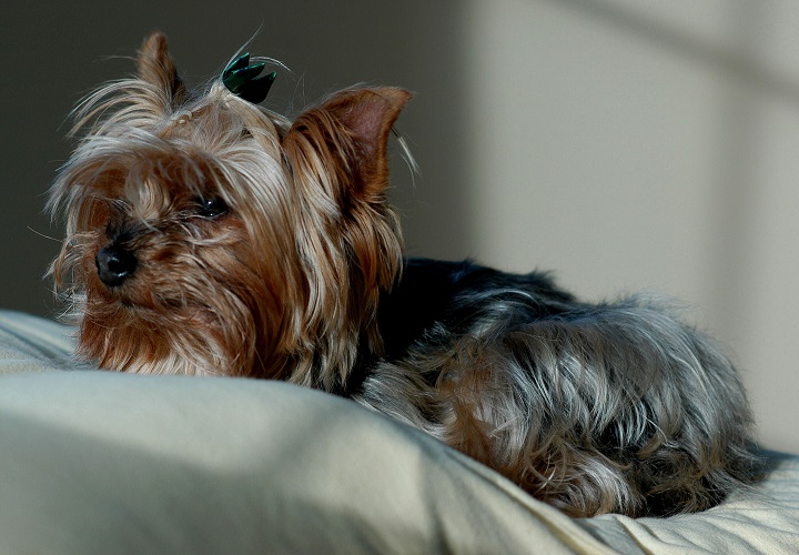A Yorkshire Terrier, commonly called a Yorkie.
